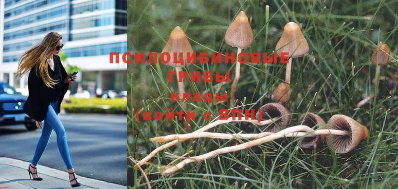 продажа наркотиков  Татарск  МЕГА вход  Галлюциногенные грибы Psilocybe 